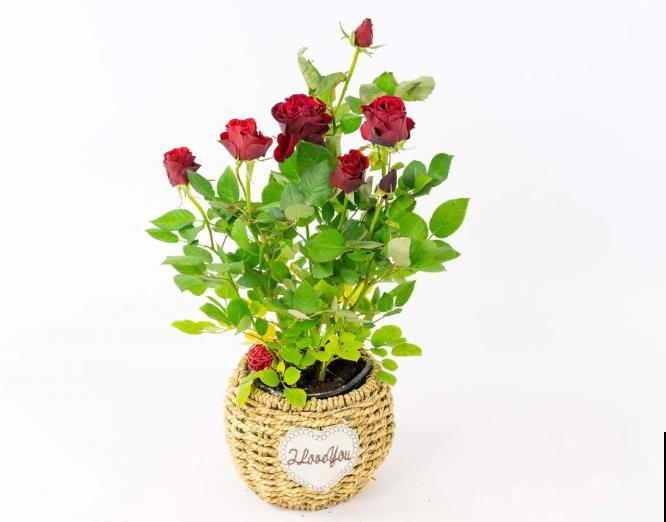 月季闷根后,4个处理小技巧,处理及时还能救 月季闷根后,4个处理小技巧,处理及时还能救