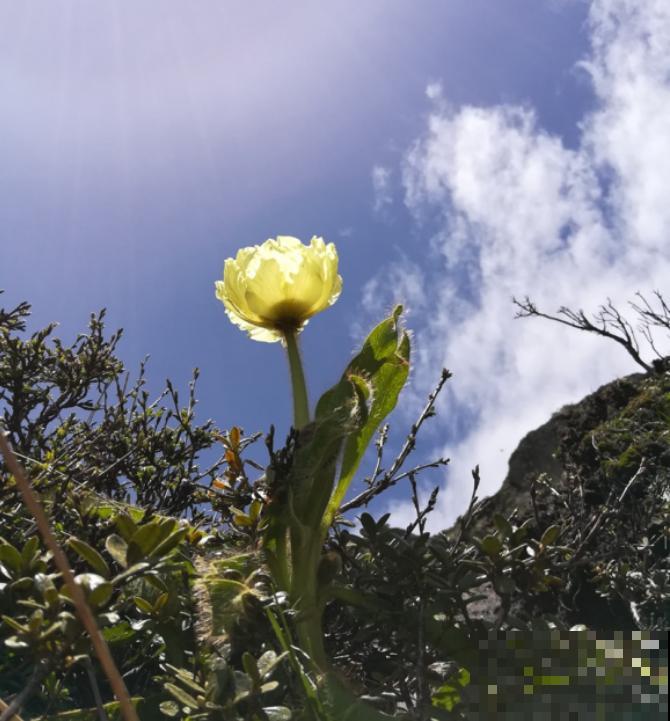 7种花不能买，触犯法律了不得，买了给自己惹麻烦