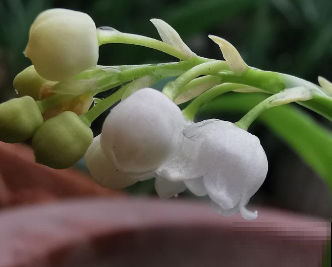 花像小灯笼的绿植,主要有这5种,好看适合家里养 花像小灯笼的绿植,主要有这5种,好看适合家里养