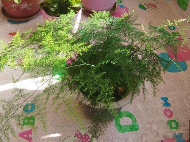 北阳台也能养的绿植,耐阴好养活,一年四季绿油油 北阳台也能养的绿植,耐阴好养活,一年四季绿油油