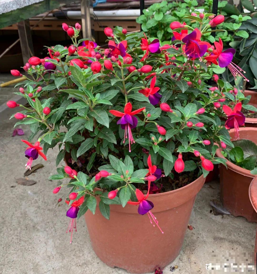 1种花春天开挂了，满盆都是小灯笼，吊起来养美翻天