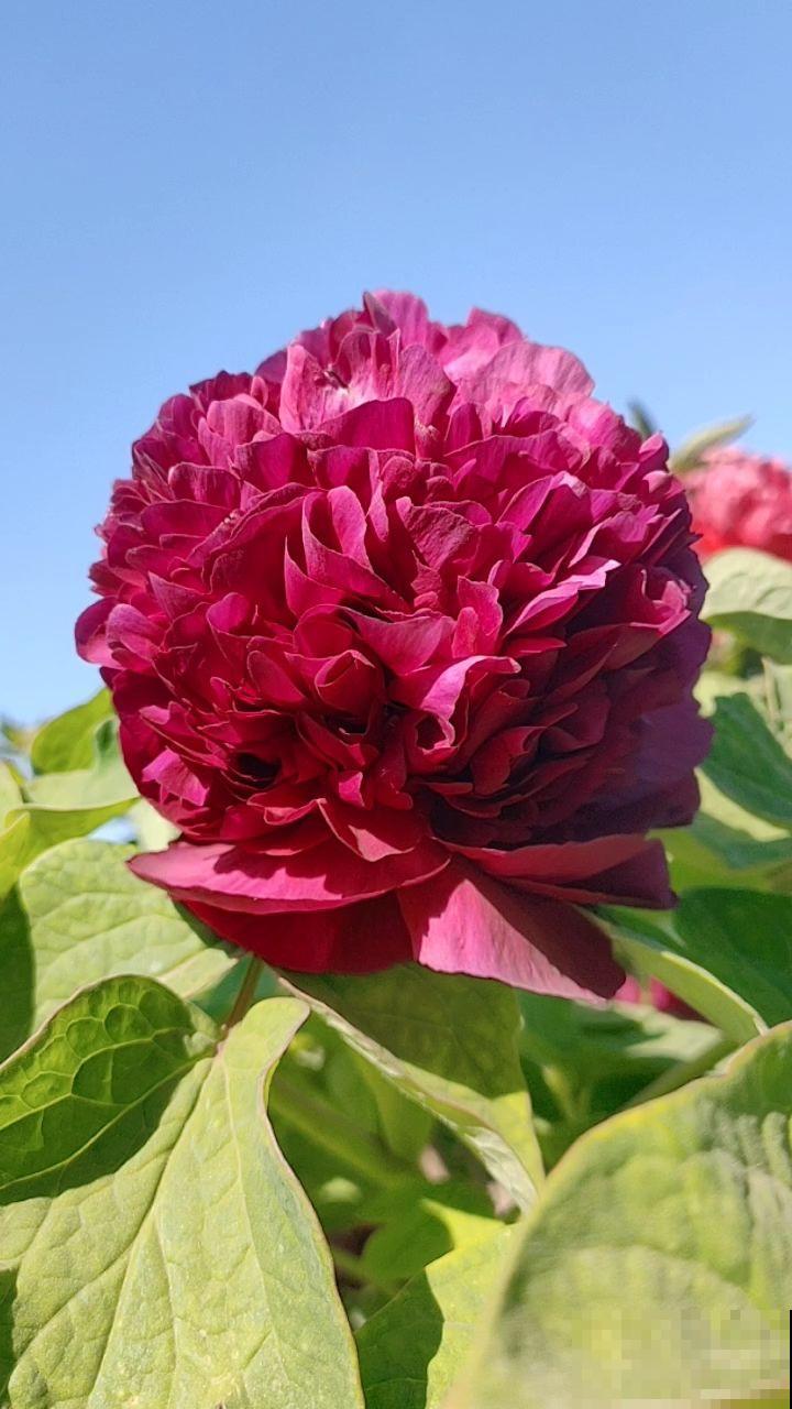 “过年赏牡丹，富贵又平安”，网上买的牡丹开爆了，真爽