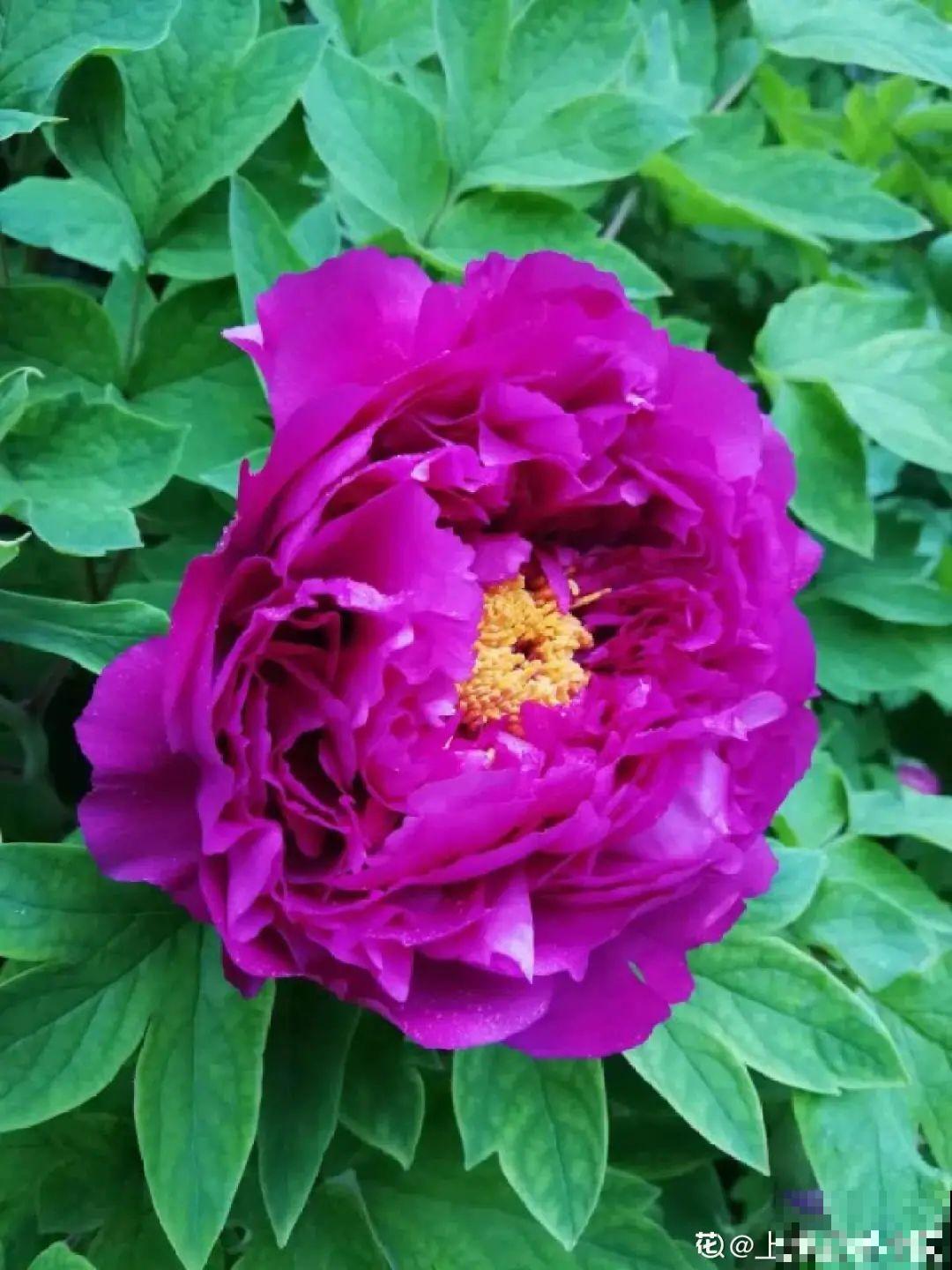 花中之王牡丹,过年家里备一盆,艳压群芳! 花中之王牡丹,过年家里备一盆,艳压群芳!