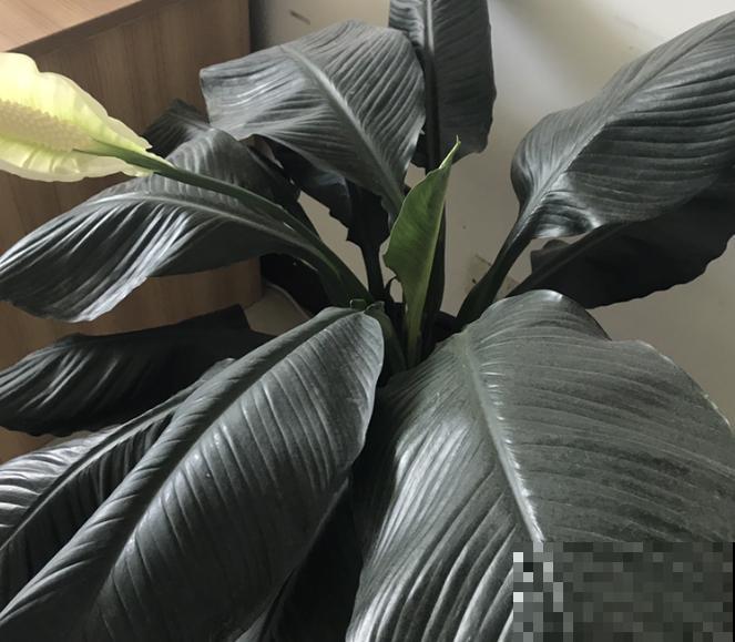 绿巨人叶子发软下垂,不要扔掉,做好这4步很快恢复 绿巨人叶子发软下垂,不要扔掉,做好这4步很快恢复