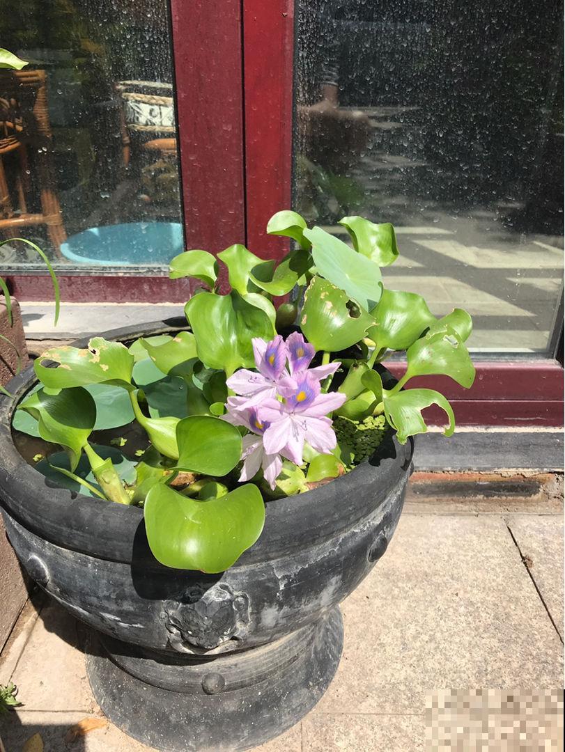 在农村,南方花友将它当杂草,北方花友将它当个宝儿 在农村,南方花友将它当杂草,北方花友将它当个宝儿