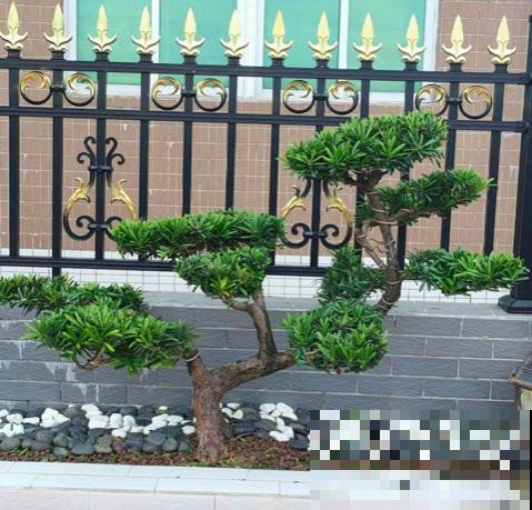 岁寒三友,养在家好贵气,冬天无可替代 岁寒三友,养在家好贵气,冬天无可替代