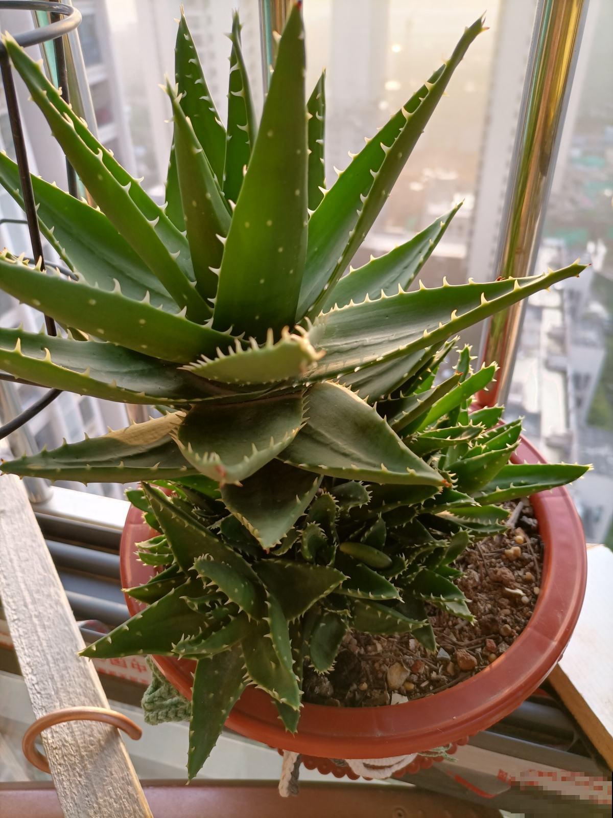 家里有女人的，就养一盆芦荟，美容又养颜好处多多