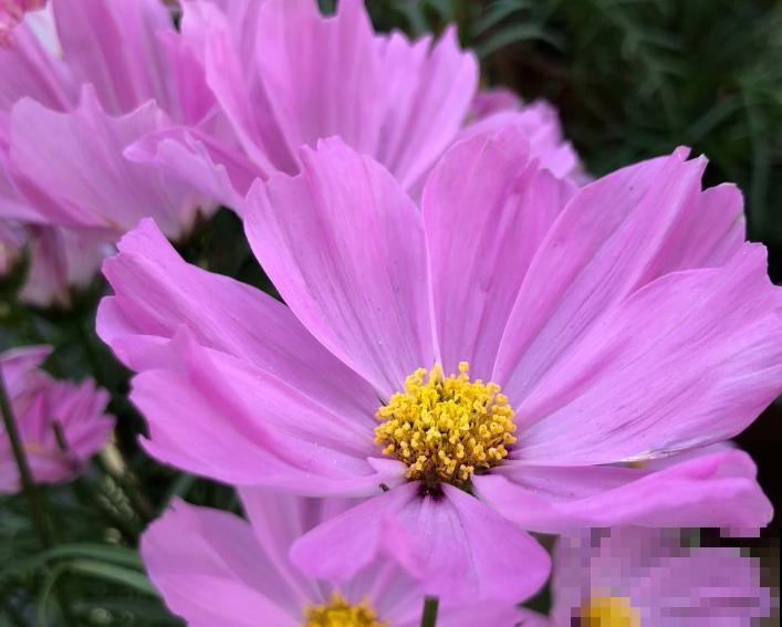 这5种植物，一周就能发芽，喜欢的快来养