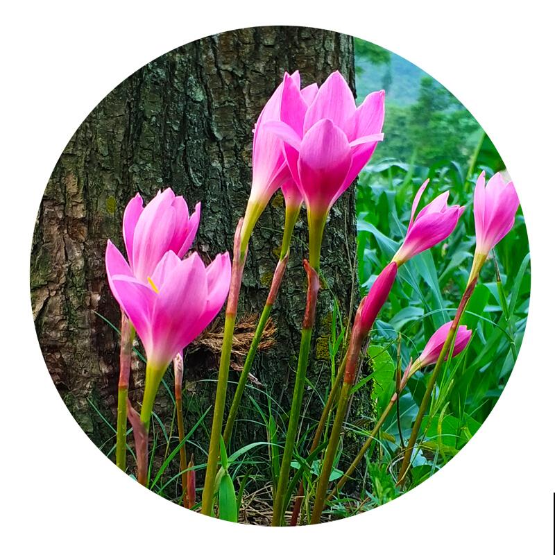 韭菜莲只长叶不开花，狠心剪、使劲晒，呼呼开花不停