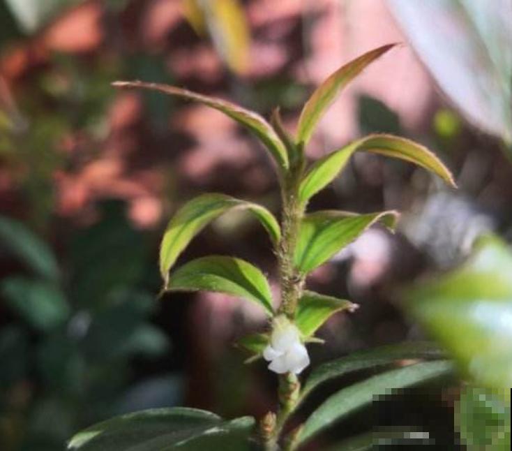 花高价买的小叶紫檀,到家哗哗掉叶子,究竟为啥? 花高价买的小叶紫檀,到家哗哗掉叶子,究竟为啥?