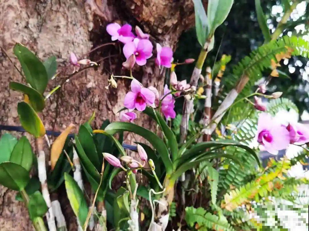 7种花不能买，触犯法律了不得，买了给自己惹麻烦