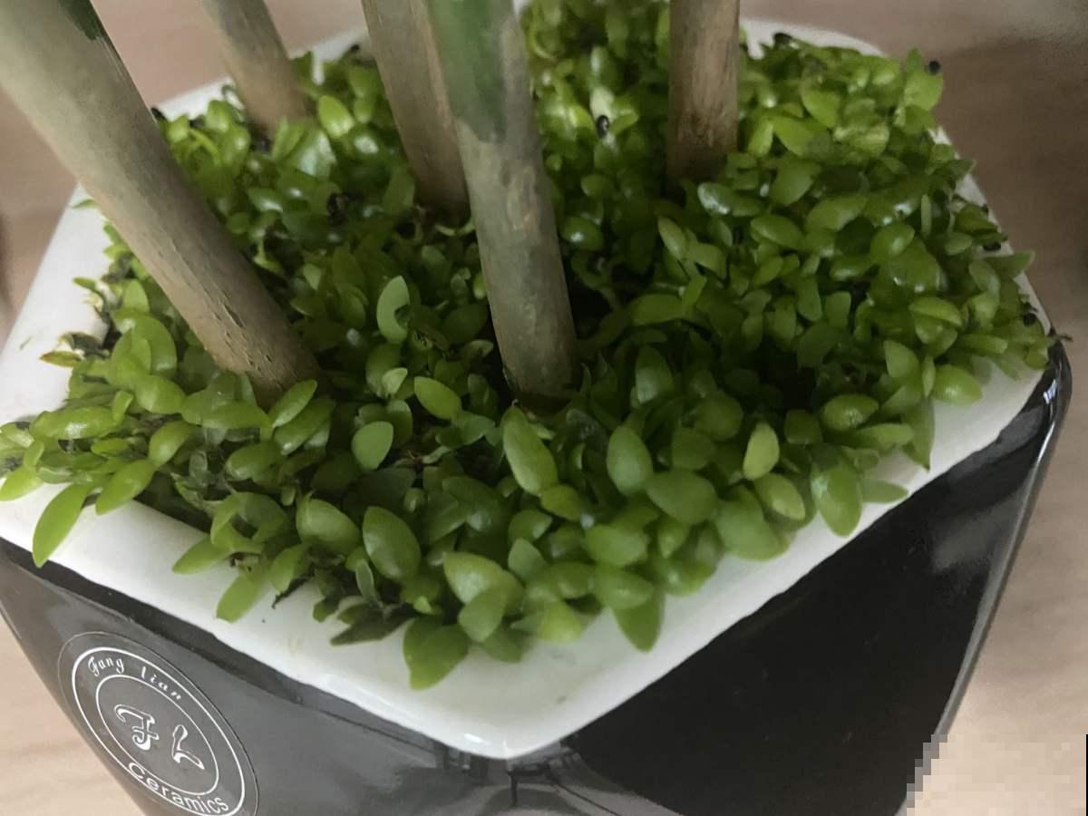 吃完的火龙果籽不要扔，种起来可以当小盆栽，简直不要太萌