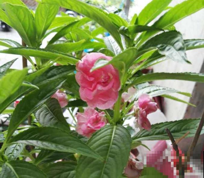 小时候农村天天见的野花，长大了城市难见到，养起来特皮实