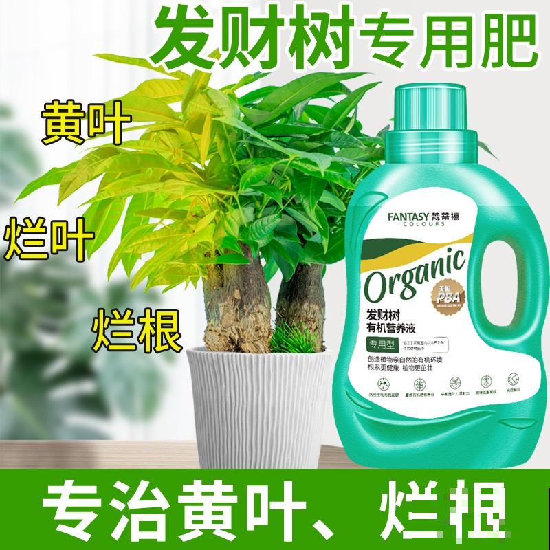 一盆“粉仙女”，开花仙气十足，关键是耐阴好养，北阳台也能养