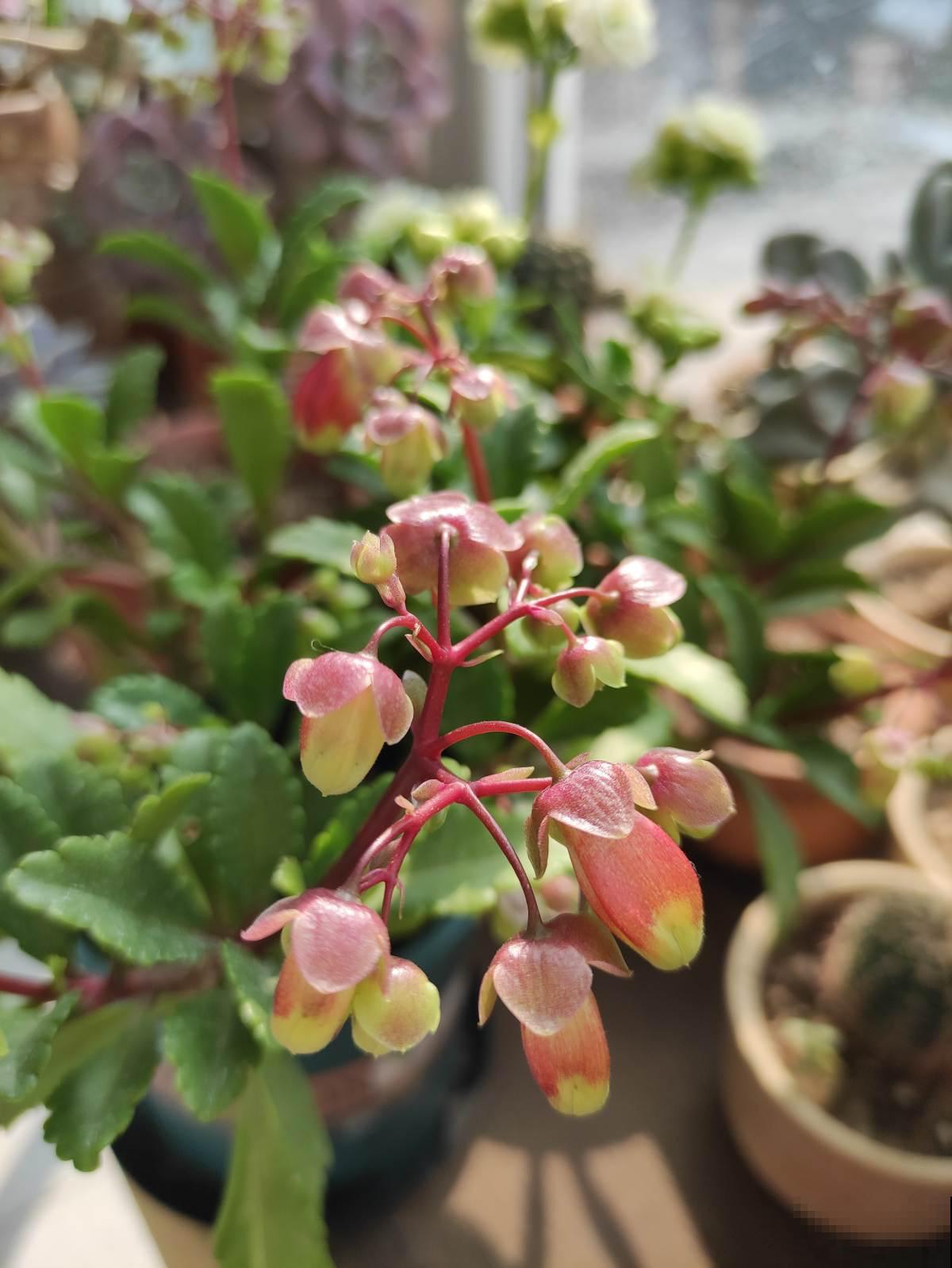 4个好习惯，春天养护长寿花，还能接着爆盆