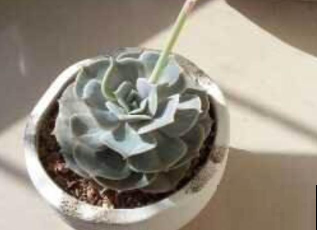 家里养殖多肉雪莲,掌握这5个方法,养护不出问题 家里养殖多肉雪莲,掌握这5个方法,养护不出问题