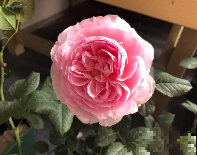 月季种子不要丢，用水泡一泡，很快长出嫩芽芽