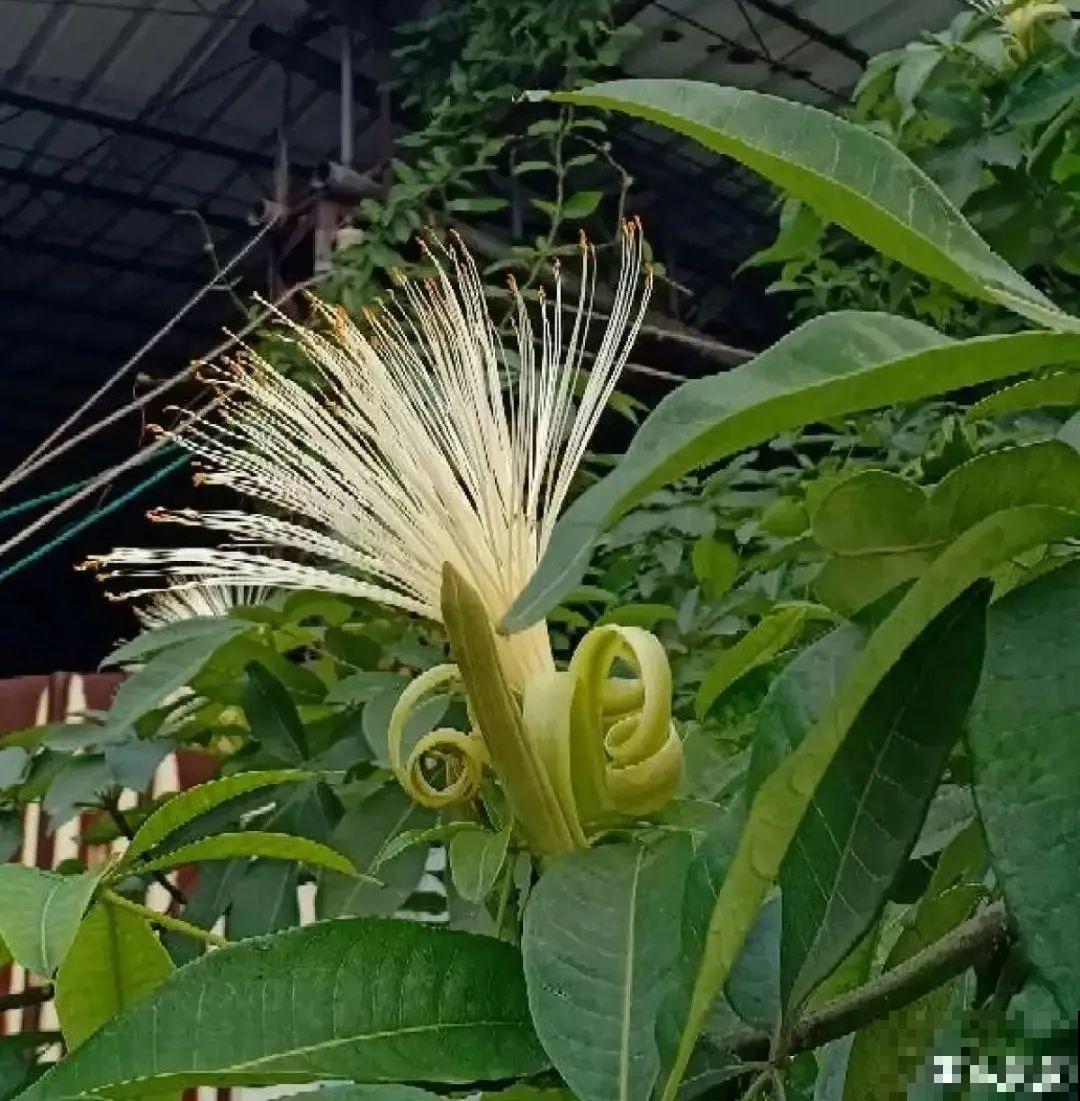 老人常说,6种吉祥花,轻易不开花,开花据说有好运 老人常说,6种吉祥花,轻易不开花,开花据说有好运