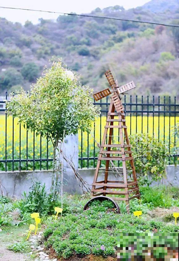 草花中的“小霸王”,耐热耐寒耐阴,开花能开大半年! 草花中的“小霸王”,耐热耐寒耐阴,开花能开大半年!