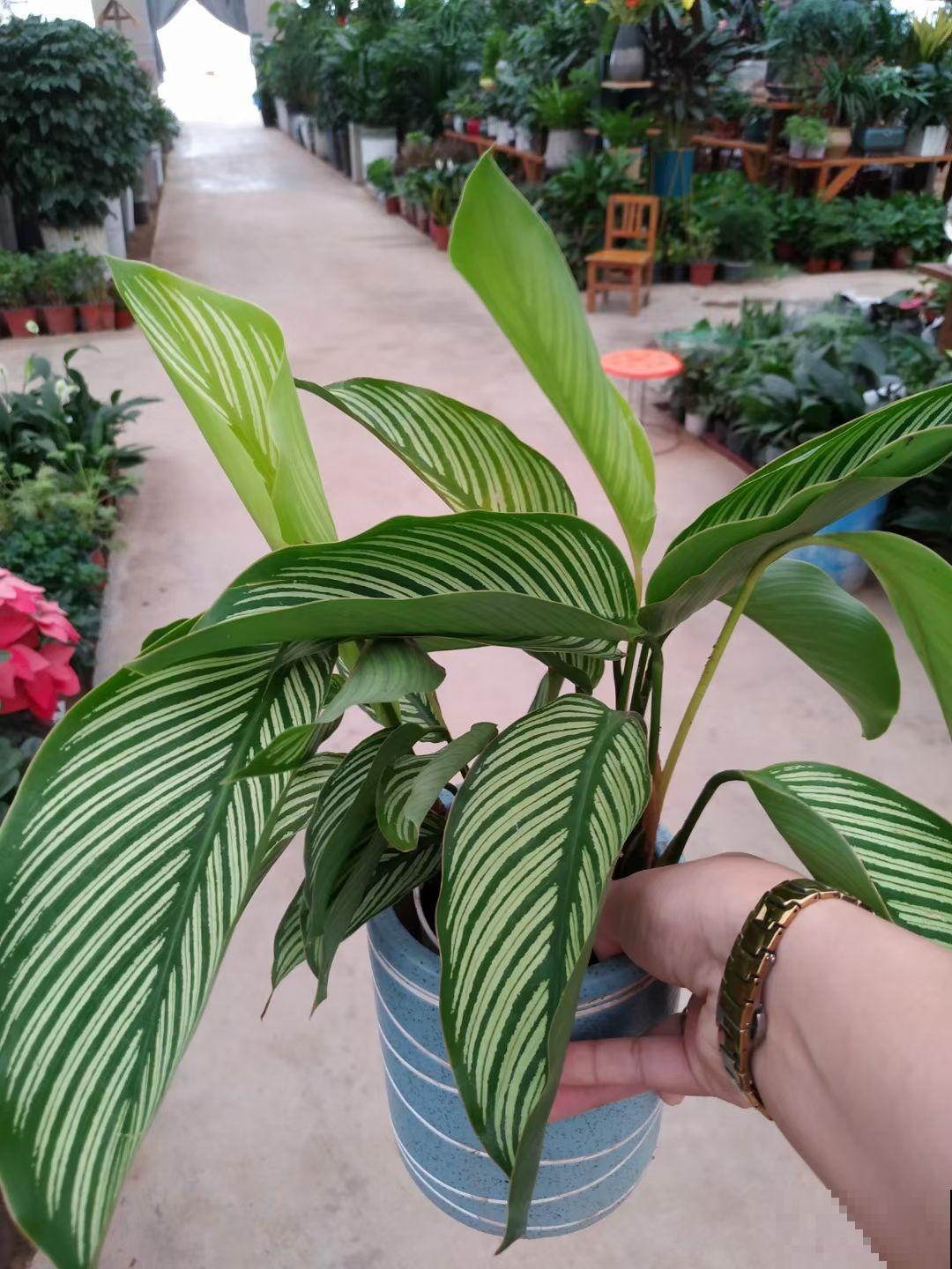 6种花，帮助吸废气，养了有利健康