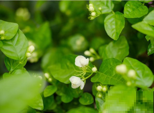 茉莉花开花就掉，可能和这4点有关，养护注意好不再犯
