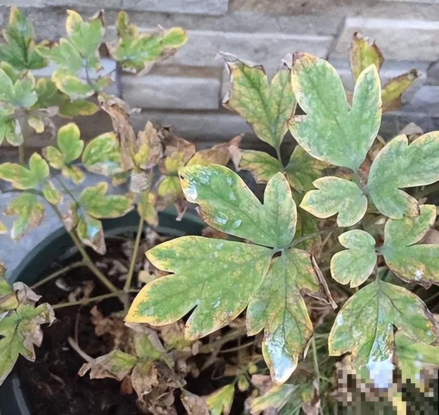 家里养盆荷包牡丹,荷包满满,富贵吉祥寓意好! 家里养盆荷包牡丹,荷包满满,富贵吉祥寓意好!