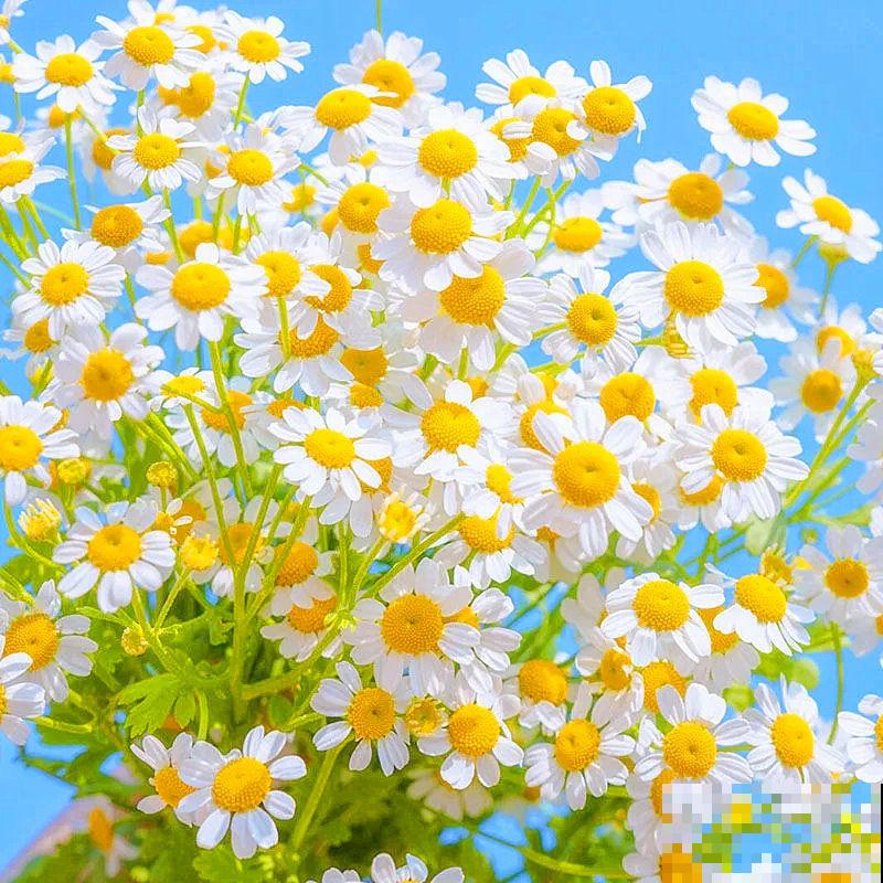 盆栽小雏菊的养殖方法，主要是这4点，学会养殖没问题