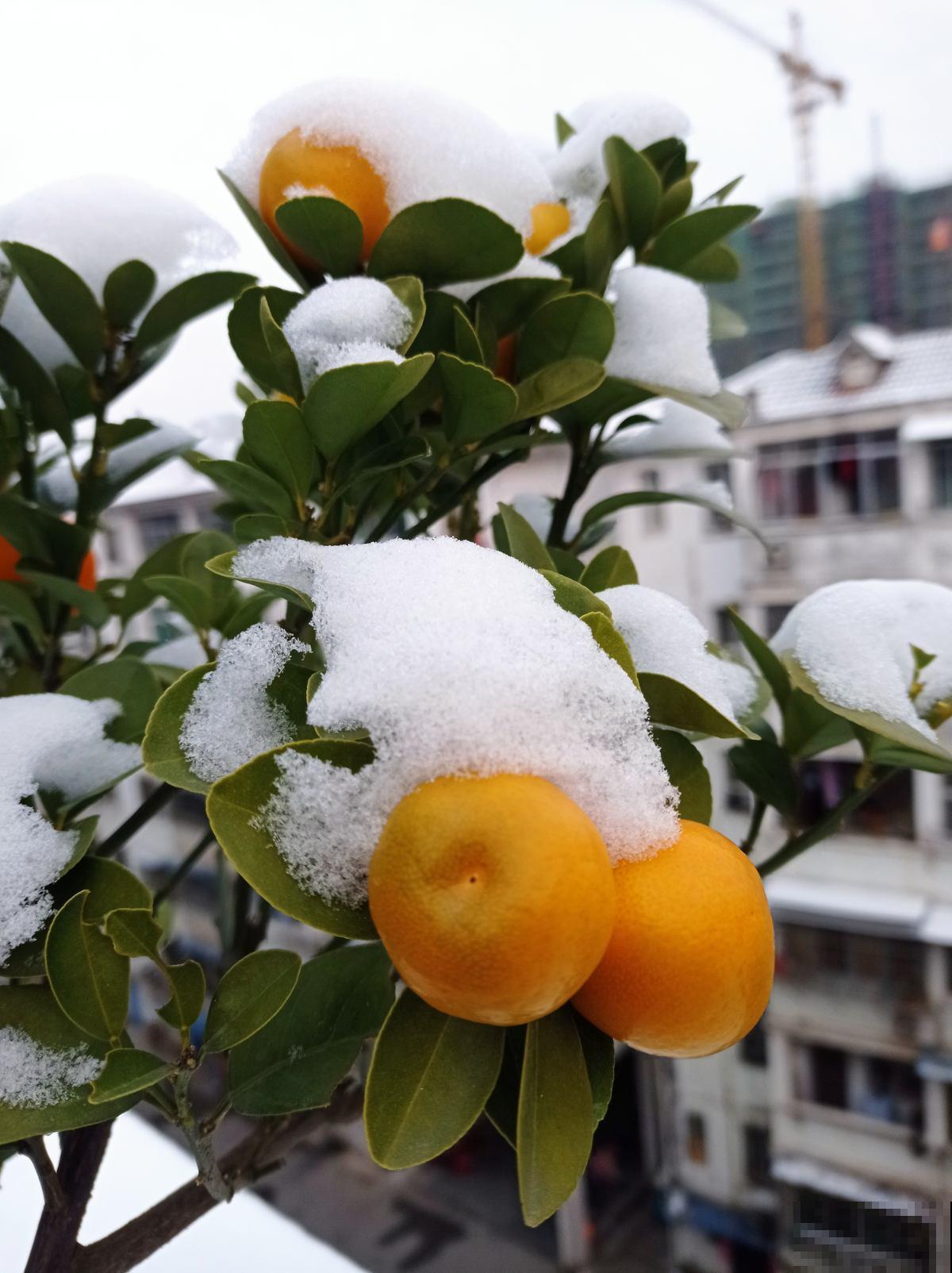 下雪天,露养植物会结冰,及时处理才能安全越冬 下雪天,露养植物会结冰,及时处理才能安全越冬