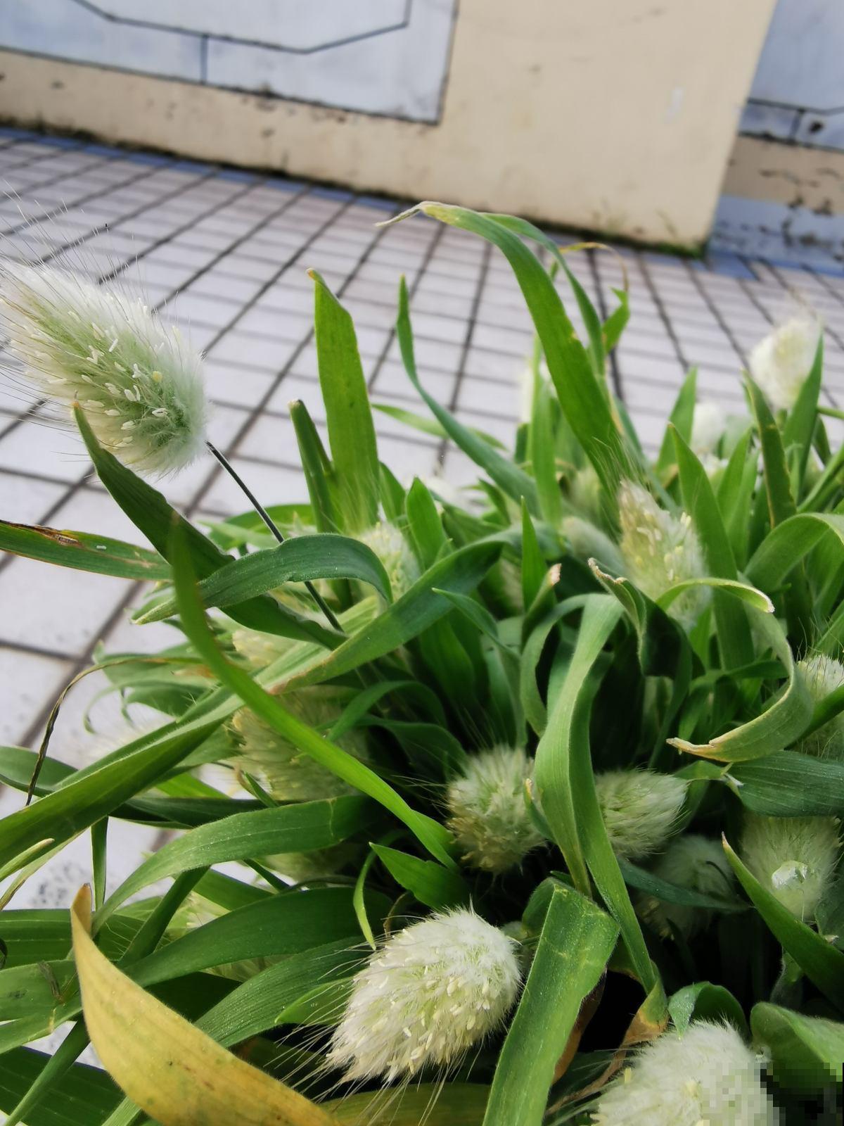 春天养花养腻了,不如在家种草,皮实好养还能吃,性价比超高 春天养花养腻了,不如在家种草,皮实好养还能吃,性价比超高