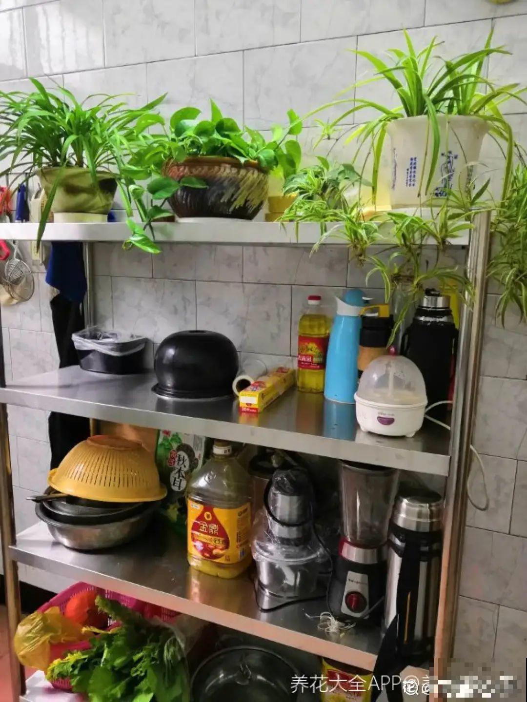 客厅养花别乱摆，选对位置，财运滚滚来！