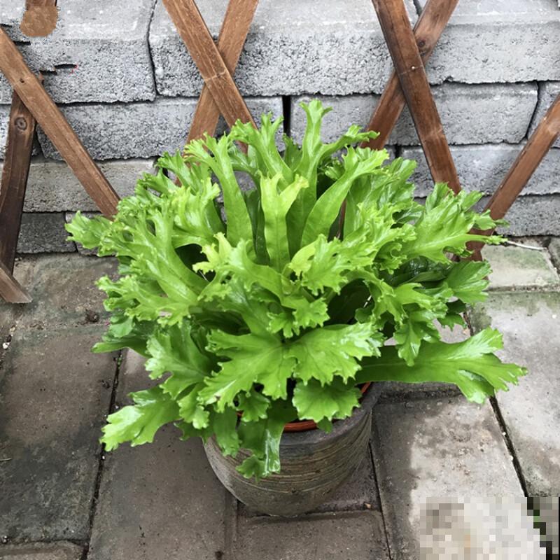 水培鸟巢蕨很简单,学会这5点,长势不比土培差 水培鸟巢蕨很简单,学会这5点,长势不比土培差