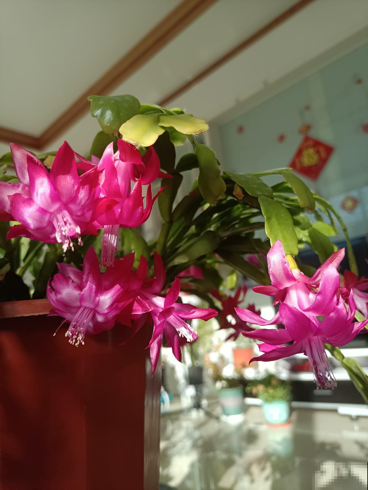 马上过年,这10种年宵花闭眼入,不会踩雷 马上过年,这10种年宵花闭眼入,不会踩雷