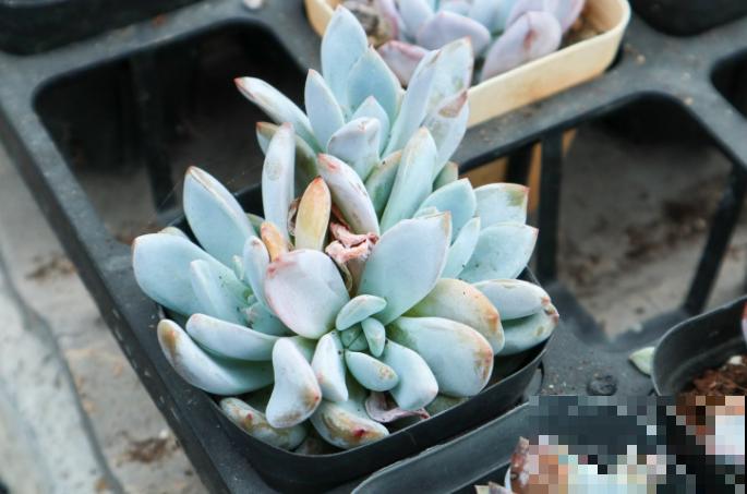 1种多肉叫“大橙子”，叶子橙色超好看，肥壮厚嘟嘟