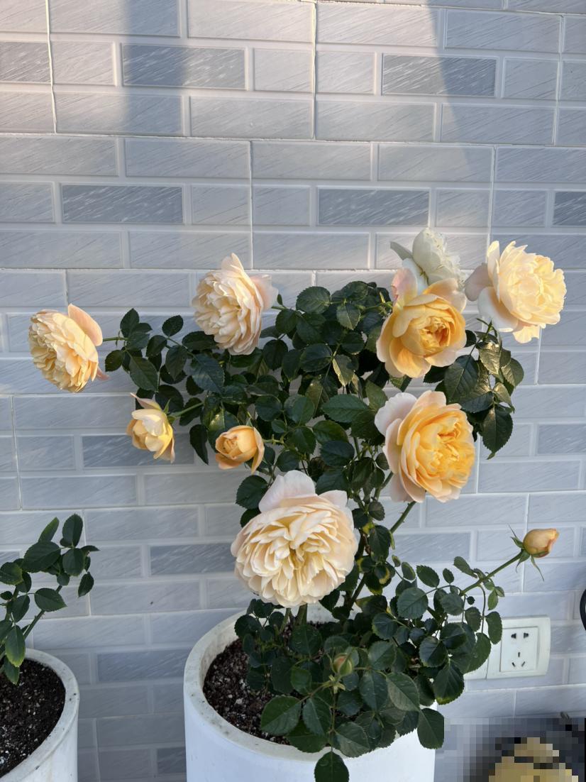 立春了，花草也别搬出去，冻死还是很容易