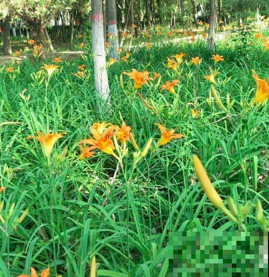 养花避开“有毒花”,家里出现频率特别高,实际很危险 养花避开“有毒花”,家里出现频率特别高,实际很危险