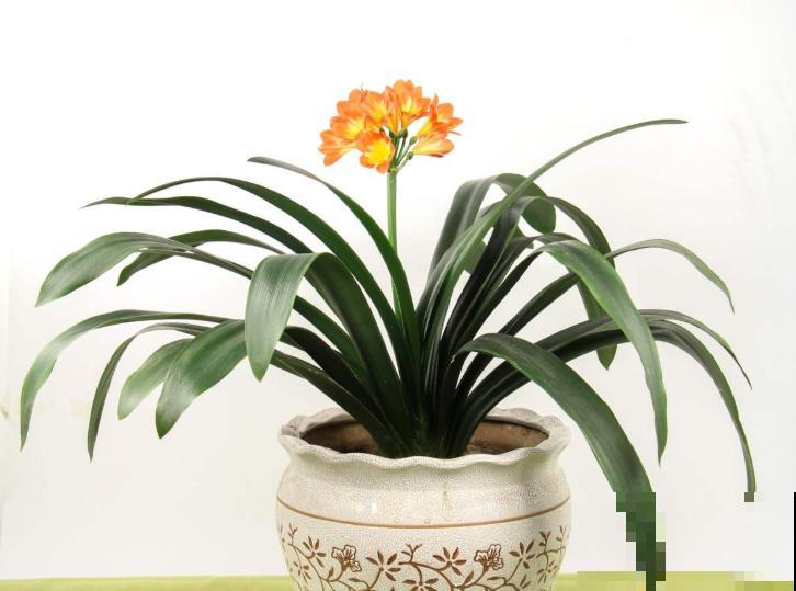 君子兰“僵苗”不长个，狠心修剪才是关键，很快窜个头