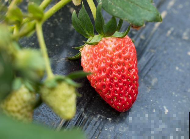 露地草莓栽培，注意这5点，后期养护没问题