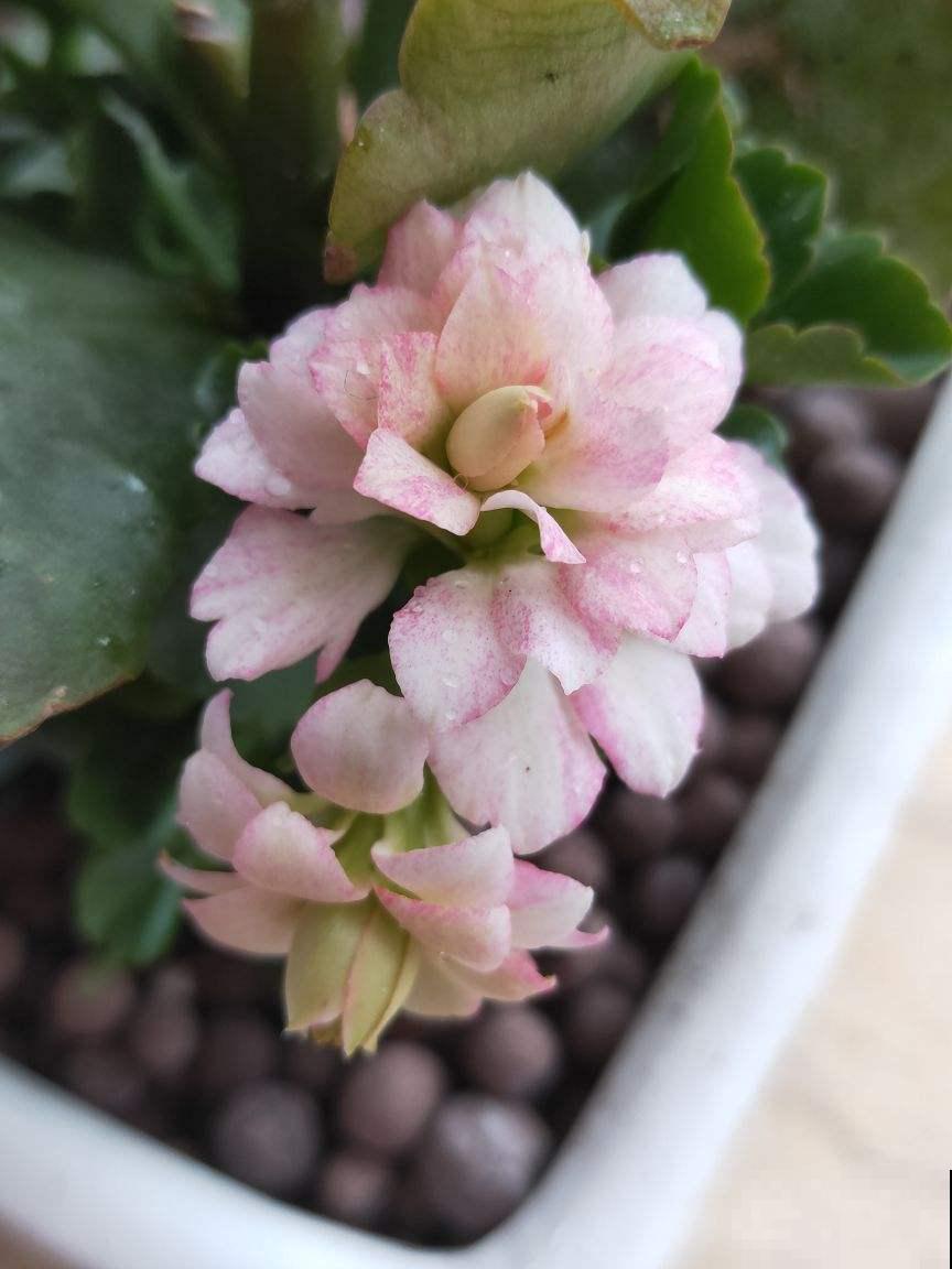 买花要挑好品种，预算充足就买这5种，不行就别买了