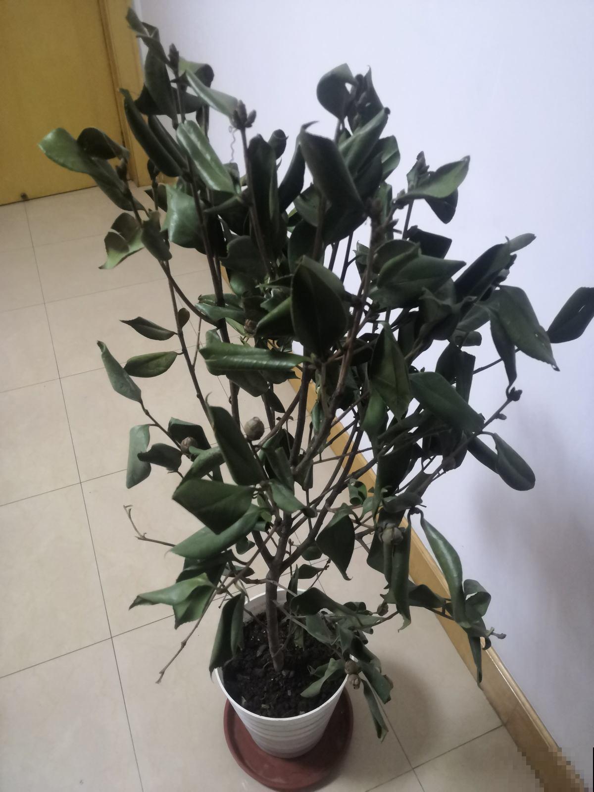 5个植物缺水信号,发现后就赶紧浇水,不然花3天就死 5个植物缺水信号,发现后就赶紧浇水,不然花3天就死