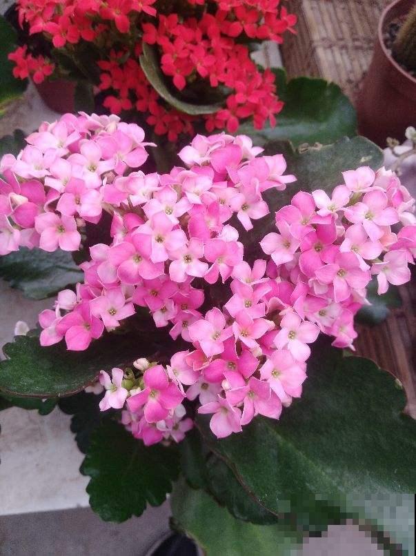 购花套路多,学会几招紧急避坑,擦亮眼睛别上当 购花套路多,学会几招紧急避坑,擦亮眼睛别上当