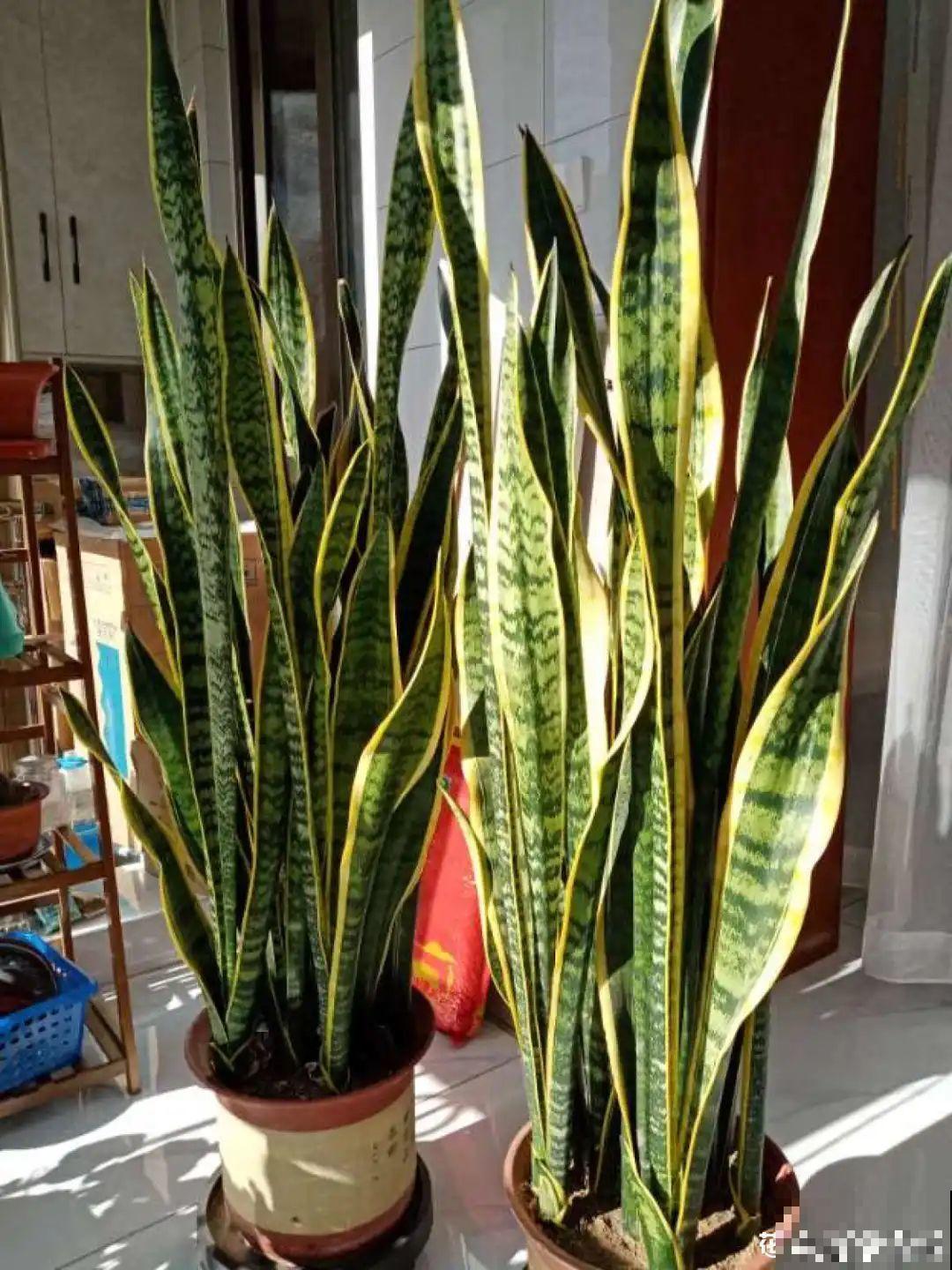 老人常说,6种吉祥花,轻易不开花,开花据说有好运 老人常说,6种吉祥花,轻易不开花,开花据说有好运