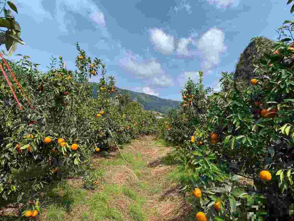 小时候不喜欢的农村房，现在用来养花，简直就是“天堂”，真香