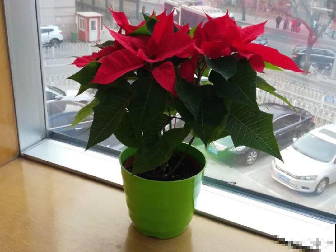 花68888元买棵桔子树，新年沾满“桔气”，来年“大吉大利”！