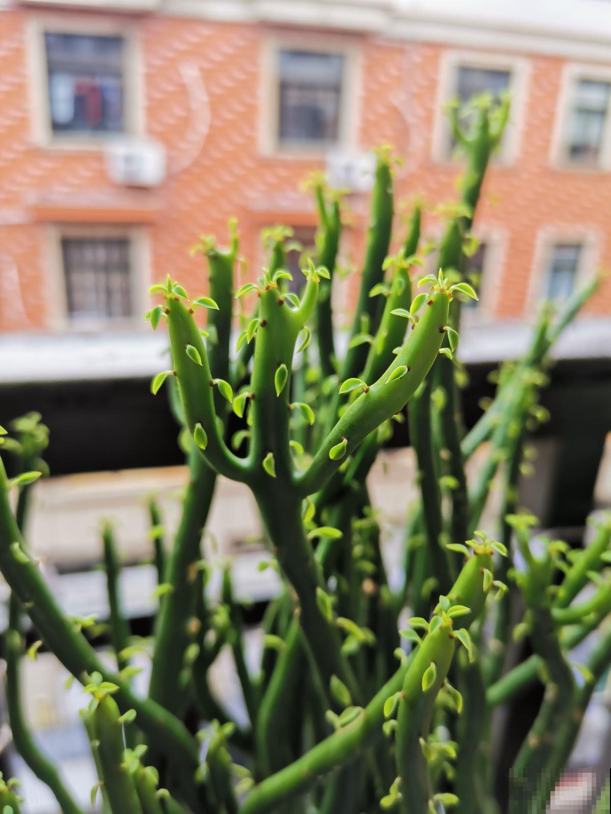 养花避开“有毒花”,家里出现频率特别高,实际很危险 养花避开“有毒花”,家里出现频率特别高,实际很危险