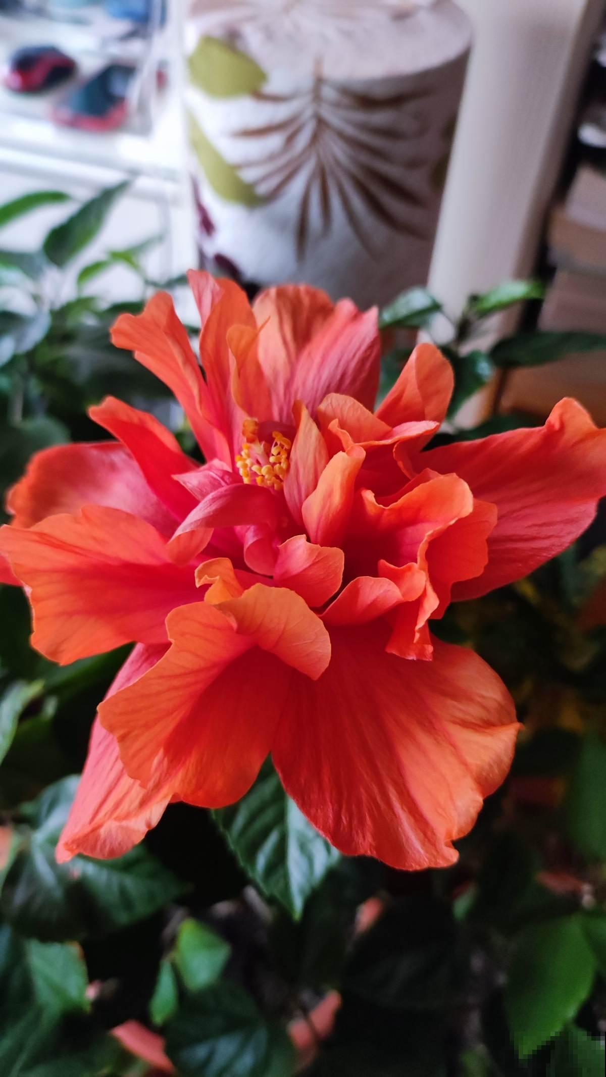 立春了，花草也别搬出去，冻死还是很容易