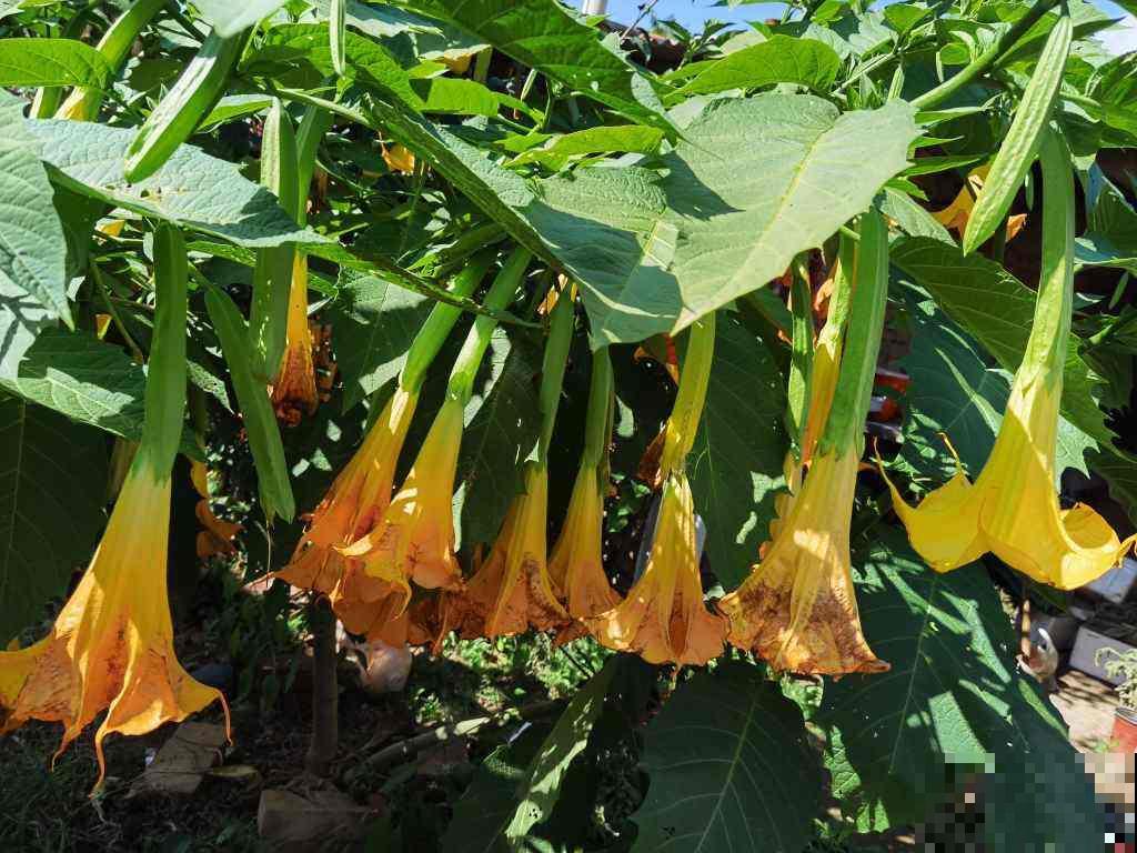 3种花公认“有害”,怎么还是要养呢,只因用处很大 3种花公认“有害”,怎么还是要养呢,只因用处很大