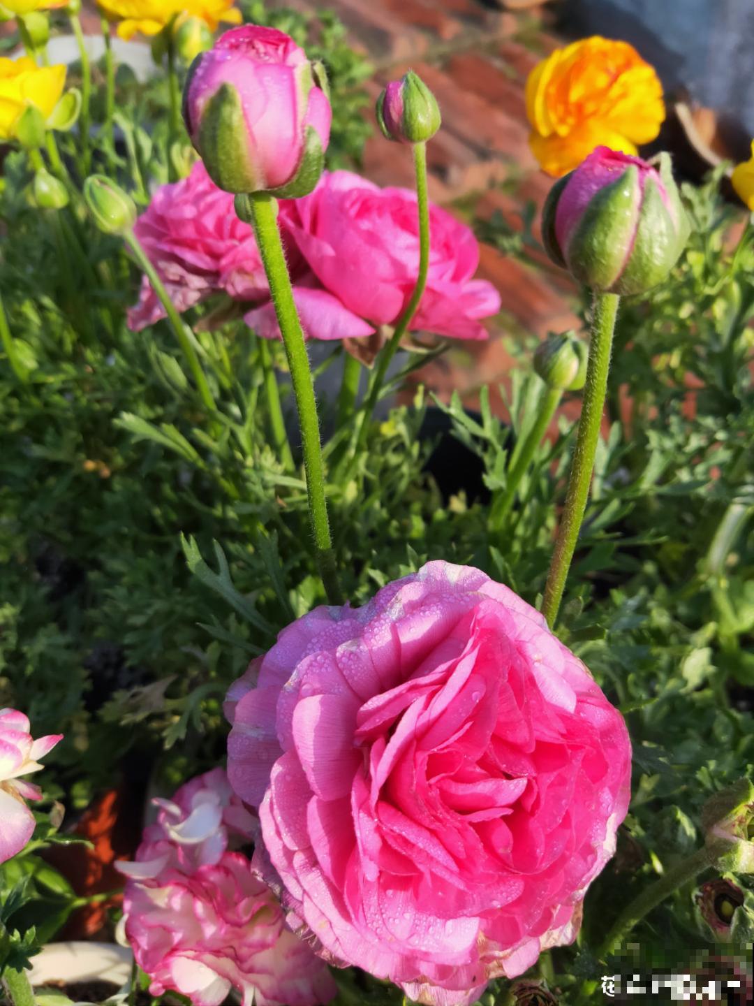 一种花被称作“小牡丹花”,能开花3个月,比玫瑰花还好看 一种花被称作“小牡丹花”,能开花3个月,比玫瑰花还好看