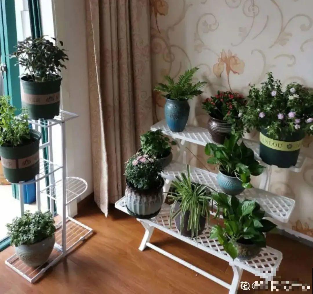 客厅养花别乱摆，选对位置，财运滚滚来！