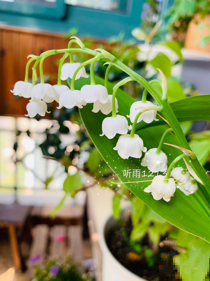 2种香水花,味道好闻不上头,客厅放一盆直接把家里氛围感拉满 2种香水花,味道好闻不上头,客厅放一盆直接把家里氛围感拉满