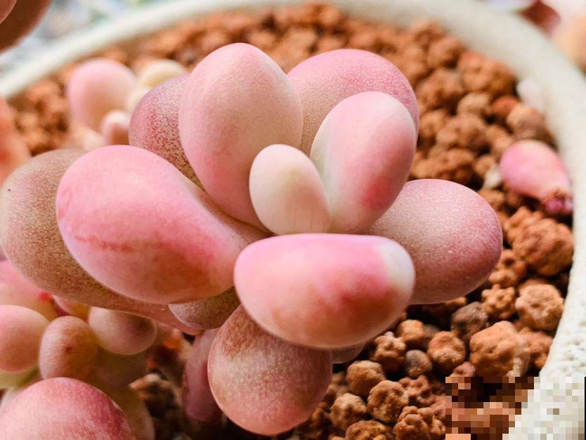 春天养多肉，上色是关键，养好就是“调色盘”